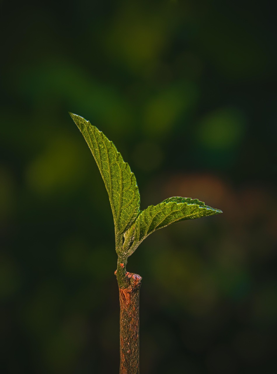 découvrez l'édition éco-responsable : des pratiques durables pour un impact environnemental réduit dans le monde de l'édition.