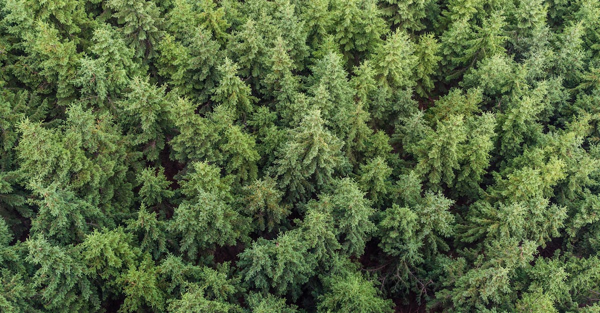 découvrez l'importance des ressources naturelles, leur rôle dans notre écosystème et les enjeux liés à leur préservation. explorez comment l'exploitation durable peut bénéficier à l'environnement et à notre économie.