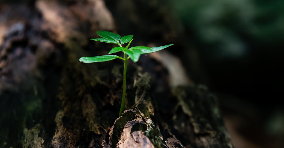 découvrez l'importance de l'environnement et les mesures à prendre pour le protéger. explorez les enjeux écologiques, les solutions durables et engagez-vous pour un avenir respectueux de la planète.