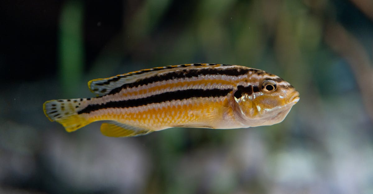 découvrez l'importance de la biodiversité pour notre planète et notre avenir. apprenez comment chaque espèce joue un rôle crucial dans les écosystèmes et explorez des solutions pour préserver notre patrimoine naturel.