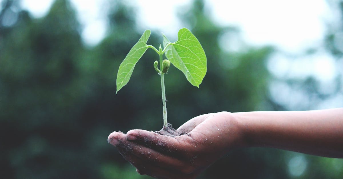 découvrez les enjeux et les bénéfices de la reforestation, une solution essentielle pour lutter contre le changement climatique, protéger la biodiversité et restaurer les écosystèmes. engagez-vous pour un avenir durable en soutenant des initiatives de reboisement.