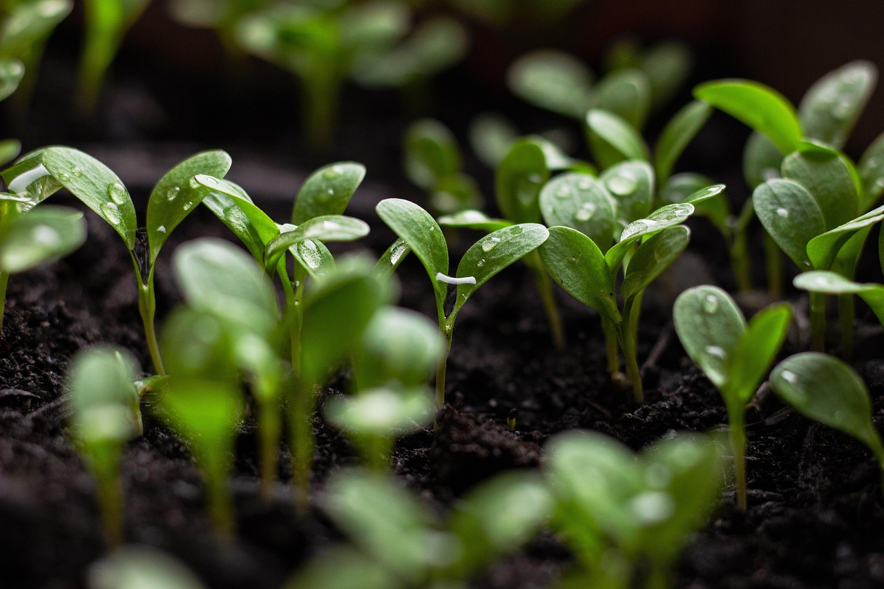 découvrez les pratiques d'agriculture durable pour préserver l'environnement tout en assurant une production alimentaire saine et responsable.
