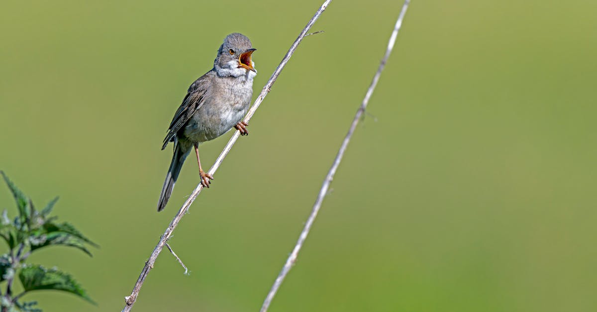 découvrez les servitudes environnementales, un outil juridique essentiel pour la protection des espaces naturels. apprenez comment elles contribuent à la conservation de l'environnement tout en équilibrant les besoins économiques et sociaux.