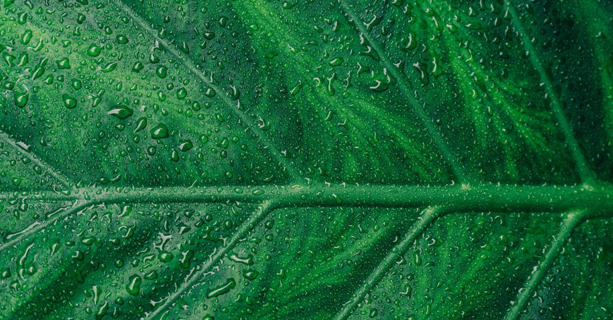 découvrez l'importance de l'environnement, ses défis et les actions que nous pouvons entreprendre ensemble pour protéger notre planète. plongez dans des solutions durables et des pratiques écoresponsables pour un avenir meilleur.