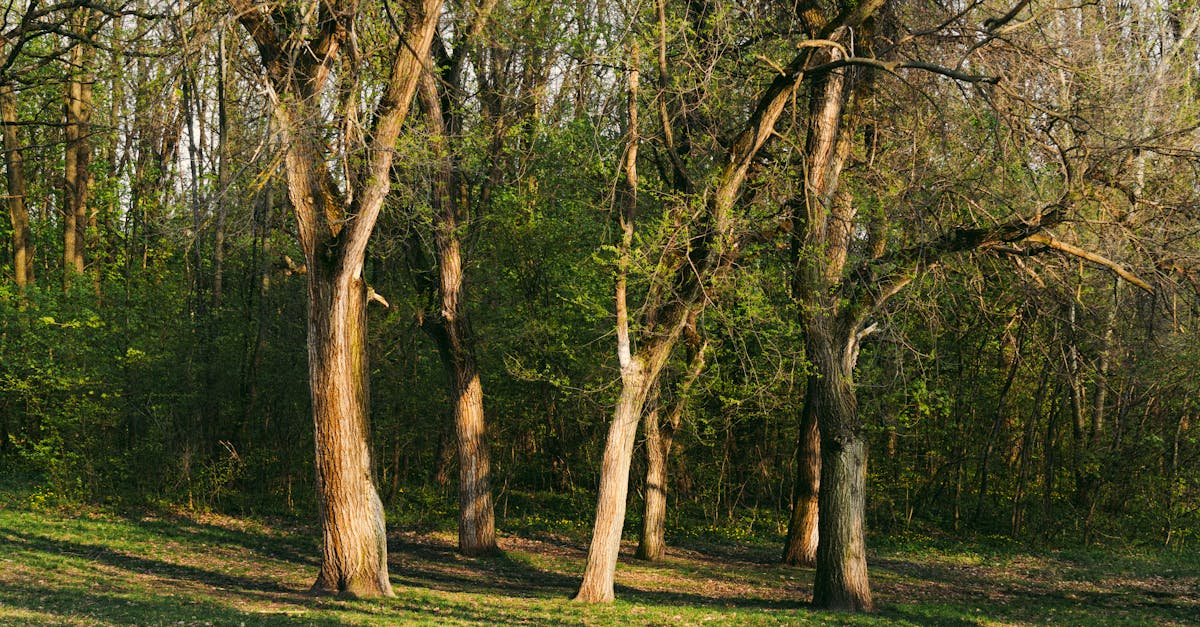 découvrez l'art de la restauration écologique, un processus essentiel visant à restaurer les écosystèmes dégradés et à préserver la biodiversité. apprenez comment des pratiques durables et innovantes peuvent redonner vie à des habitats naturels tout en favorisant un équilibre harmonieux entre l'homme et la nature.