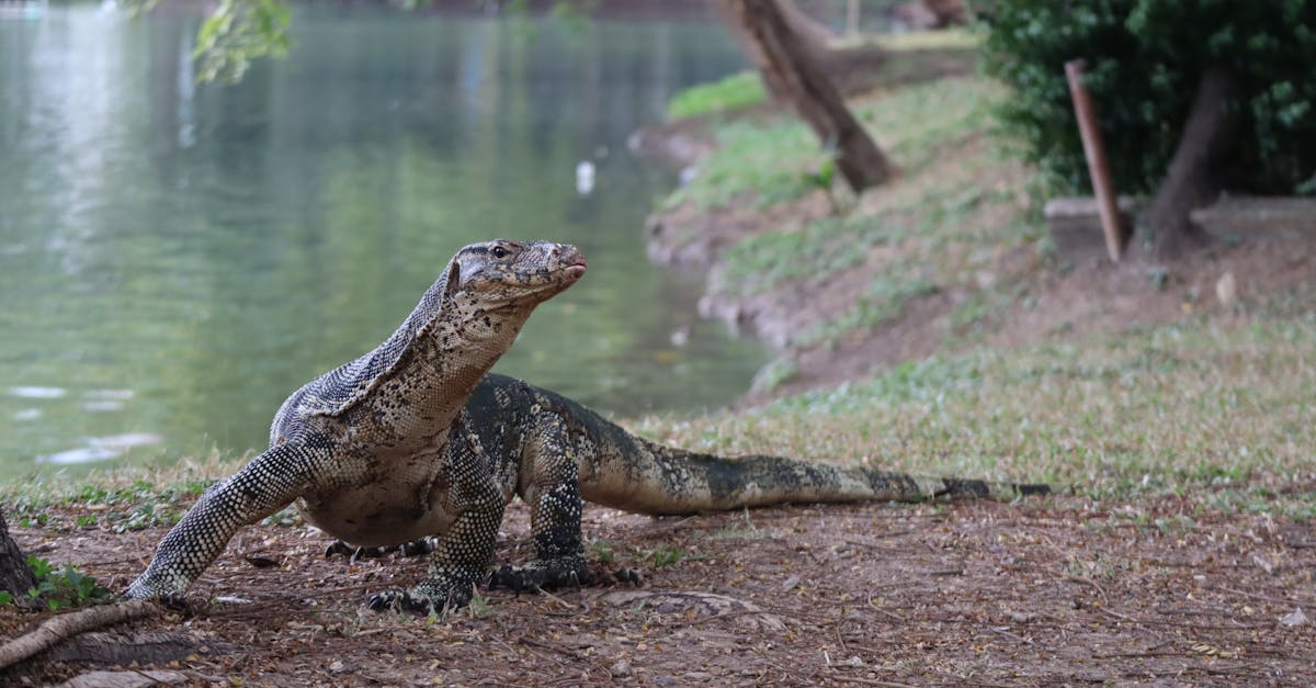 découvrez l'importance de la biodiversité pour notre planète. apprenez comment elle influence les écosystèmes, la santé humaine et le développement durable, et comment chacun peut contribuer à sa préservation.
