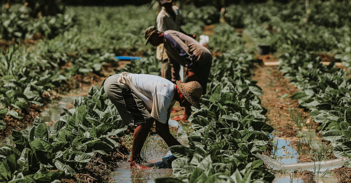 découvrez comment la culture durable favorise le respect de l’environnement, soutient les communautés locales et contribue à un avenir plus responsable. adoptez des pratiques culturelles éthiques et écologiques !