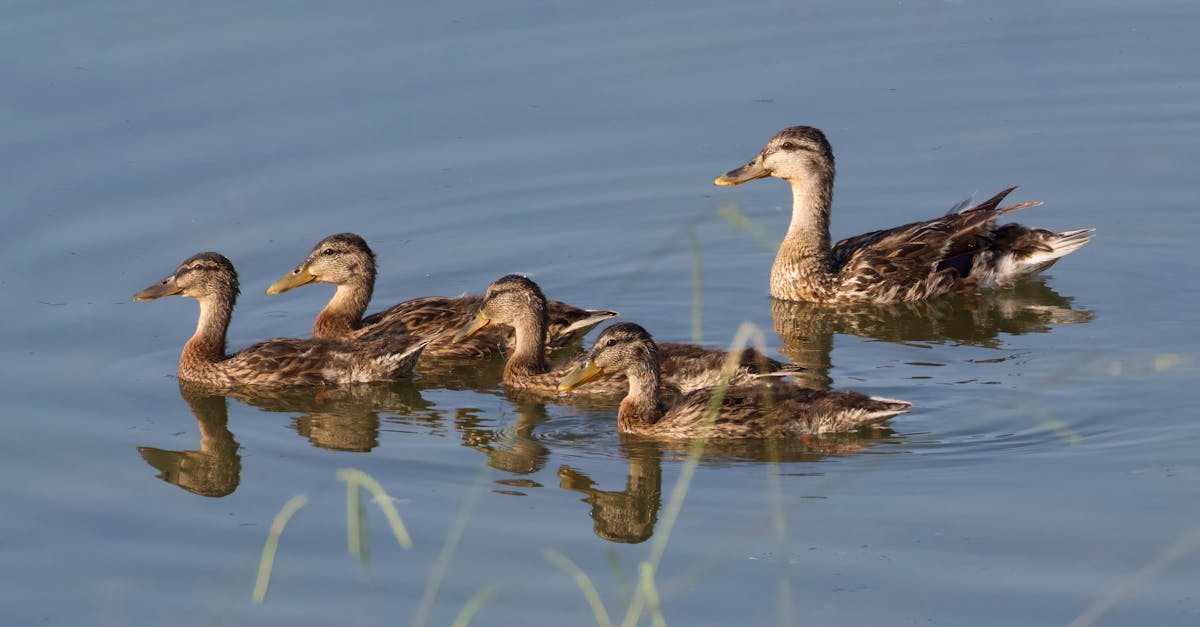 découvrez l'importance de la biodiversité et son rôle essentiel dans l'équilibre des écosystèmes. explorez les différentes espèces, leurs habitats, et les menaces auxquelles elles font face. informez-vous sur les actions à entreprendre pour préserver la richesse naturelle de notre planète.