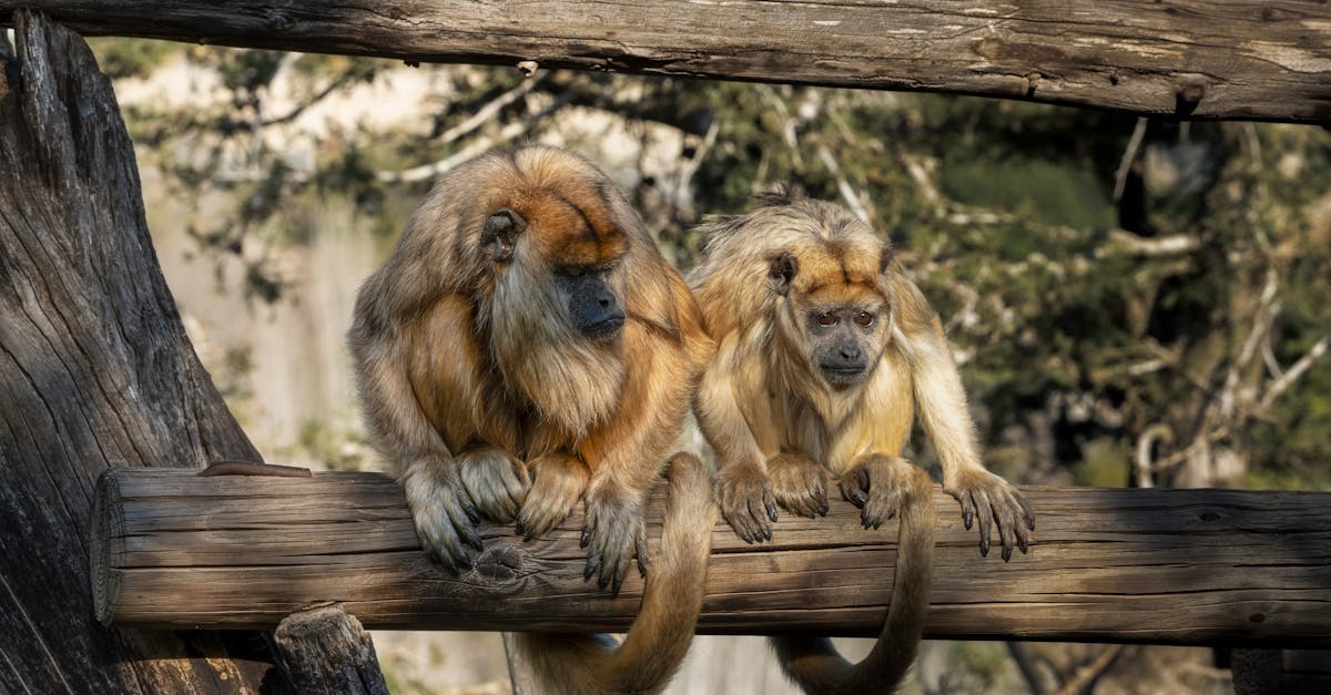 découvrez l'importance de la biodiversité pour notre planète, son rôle crucial dans les écosystèmes et les actions à entreprendre pour la préserver. explorez la richesse des espèces, la conservation des habitats et l'impact des activités humaines sur la nature.
