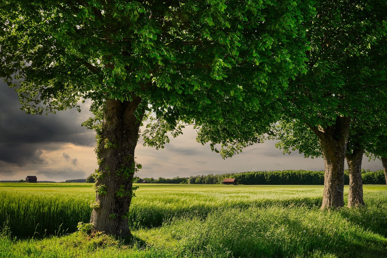 découvrez l'agriculture respectueuse du carbone, une approche durable visant à réduire l'empreinte carbone tout en préservant les ressources naturelles et en favorisant la biodiversité.