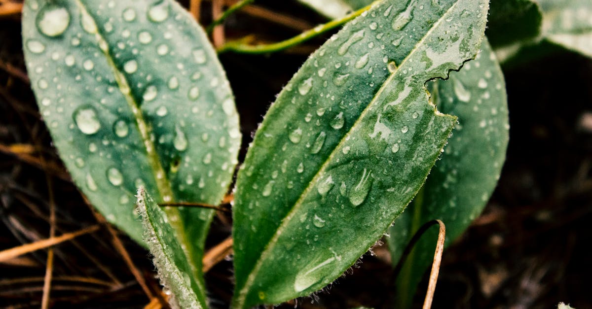 découvrez le fascinant cycle de l'eau, un processus naturel qui régule notre climat et soutient toute vie sur terre. apprenez comment l'eau s'évapore, se condense et précipite à travers différentes phases, tout en jouant un rôle essentiel dans l'écosystème.