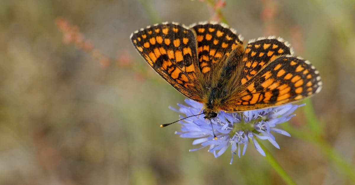 découvrez les servitudes environnementales, un outil juridique essentiel pour protéger et préserver les ressources naturelles tout en favorisant le développement durable. apprenez comment elles contribuent à la conservation des terres et à la lutte contre le changement climatique.