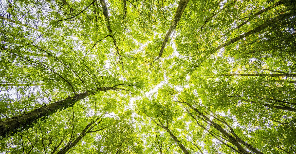 découvrez l'énergie verte : une solution durable et respectueuse de l'environnement qui transforme notre façon de produire et consommer de l'énergie. explorez les avantages des énergies renouvelables pour un avenir plus éclatant et écologique.