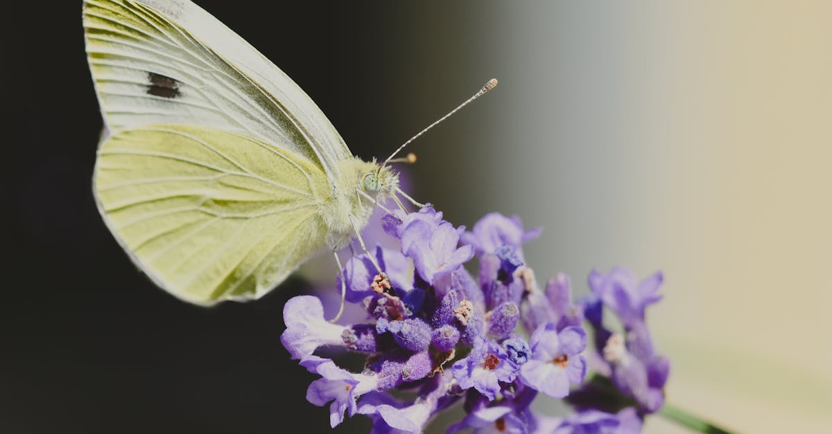 découvrez l'importance de la biodiversité pour notre planète. explorez les différentes espèces, leur rôle dans les écosystèmes et les efforts pour les préserver. engagez-vous pour un avenir durable et protégez la richesse naturelle de notre monde.