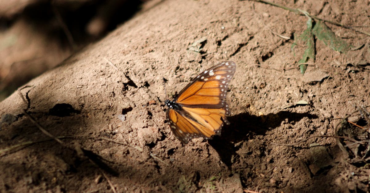 découvrez l'importance du consensus écologique dans la lutte contre le changement climatique. explorez comment cette approche collaborative favorise une coexistence harmonieuse entre l'homme et la nature, tout en inspirant des solutions durables pour un avenir meilleur.