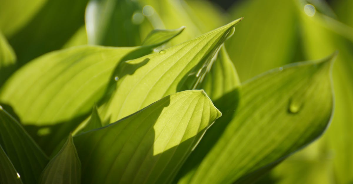 découvrez les zones vertes : espaces naturels qui améliorent la qualité de vie, favorisent la biodiversité et offrent des havres de paix en milieu urbain. plongez dans l'importance des espaces verts pour la santé mentale, le bien-être et la durabilité.