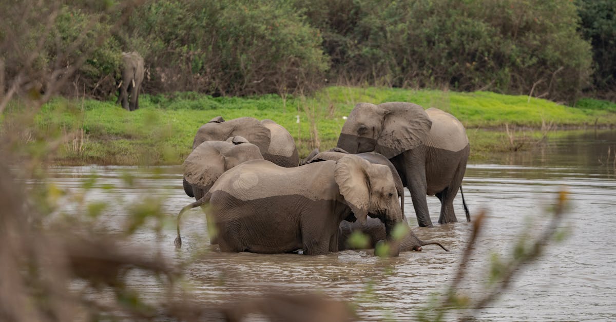 découvrez l'importance de la conservation de l'eau et comment des actions simples peuvent contribuer à préserver cette précieuse ressource. apprenez des astuces pratiques pour économiser l'eau au quotidien et protéger notre environnement.