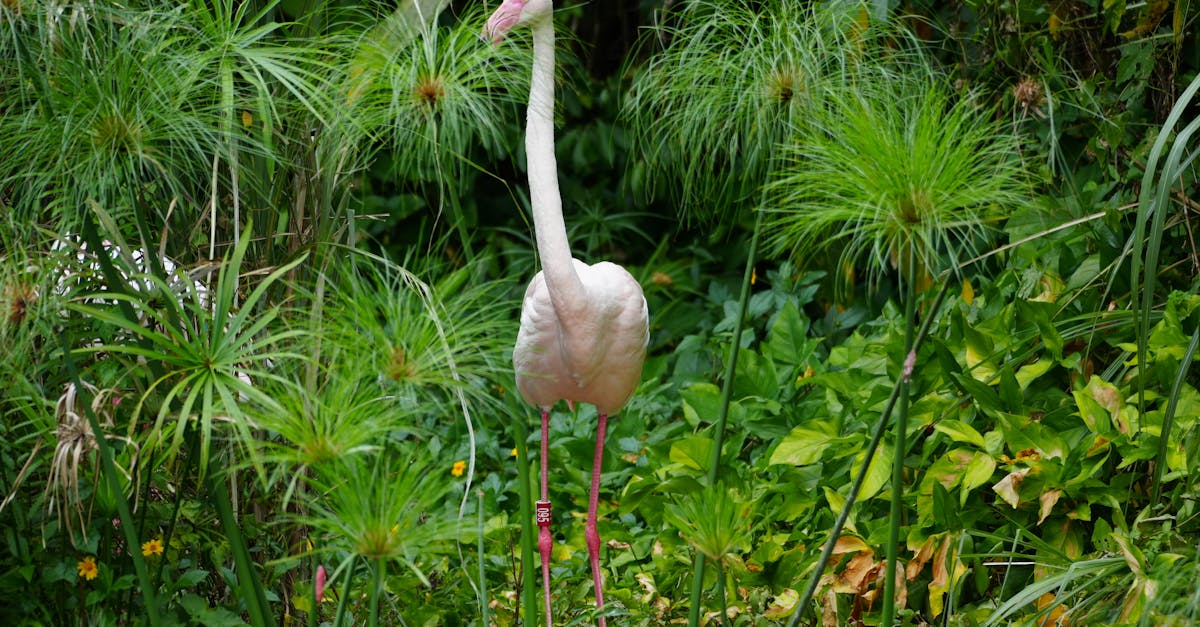 découvrez l'importance de la biodiversité, cette richesse naturelle qui assure l'équilibre des écosystèmes, soutient la vie sur terre et influence notre bien-être. explorez comment la préservation de la biodiversité est essentielle pour un avenir durable et sain.