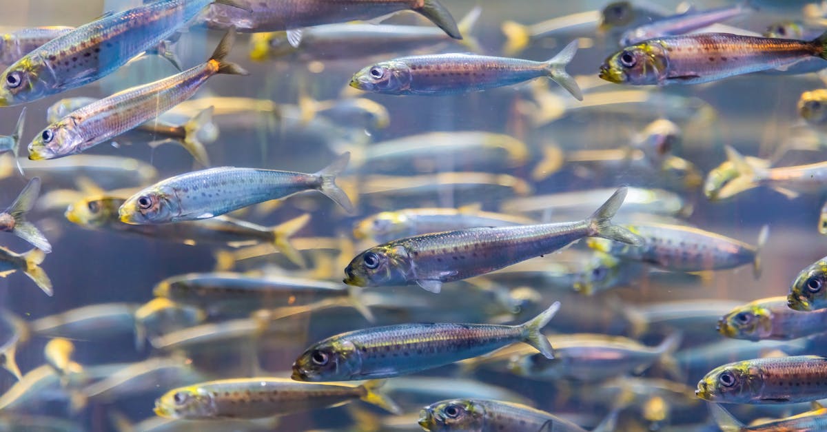 découvrez la diversité et l'équilibre des écosystèmes, ces complexes systèmes naturels interagissant entre les êtres vivants et leur environnement. plongez dans l'importance de la biodiversité, les relations écologiques et les menaces auxquelles ces écosystèmes font face aujourd'hui.
