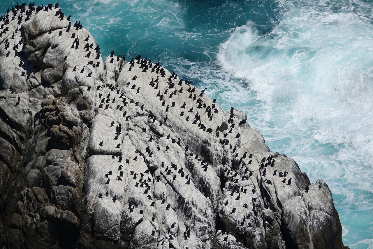 découvrez la beauté et la diversité des océans, de leurs écosystèmes marins fascinants à leur rôle crucial dans le climat de notre planète. plongez dans un monde aquatique riche en couleurs et en vie, où chaque vague raconte une histoire unique.