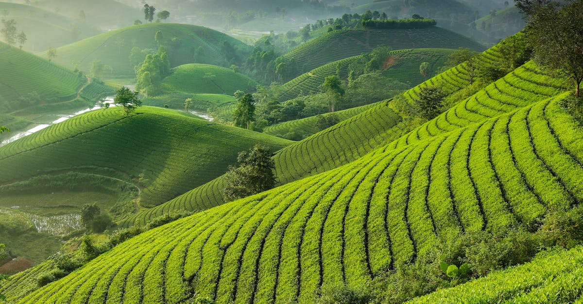 découvrez comment les tendances démographiques durables peuvent façonner l’avenir de nos sociétés. analyse des enjeux, solutions et impacts du développement durable sur la population.