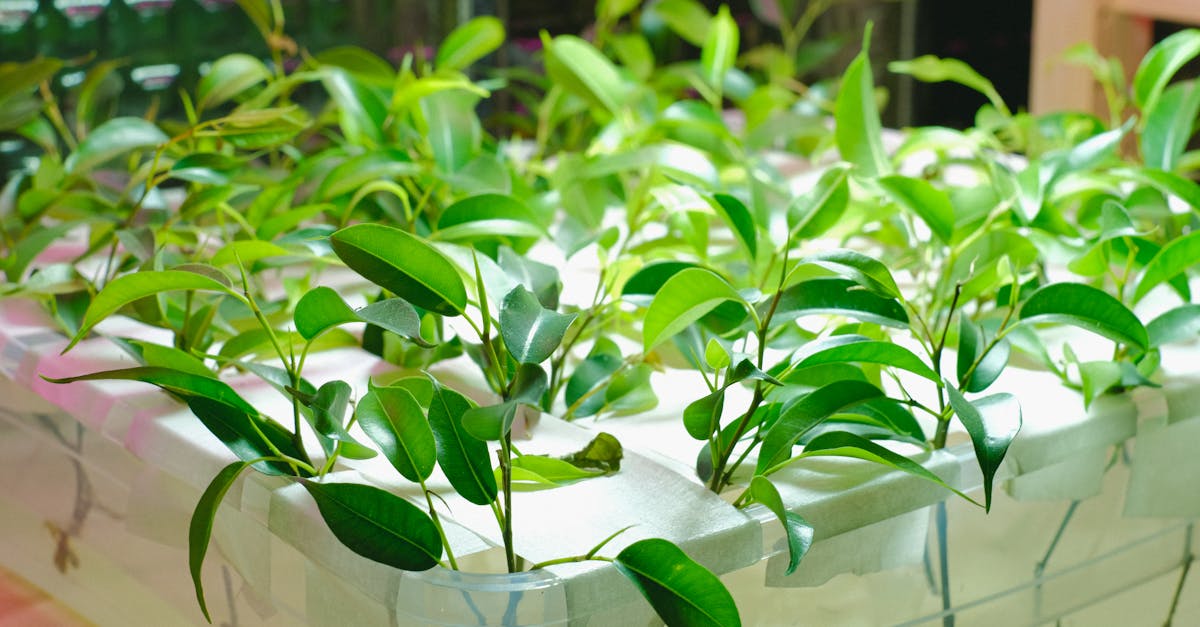 découvrez l'agriculture urbaine, une pratique innovante qui transforme nos villes en espaces agricoles durables. apprenez comment cultiver des plantes, des légumes et des fruits en milieu urbain, tout en améliorant l'environnement et la qualité de vie des citadins.