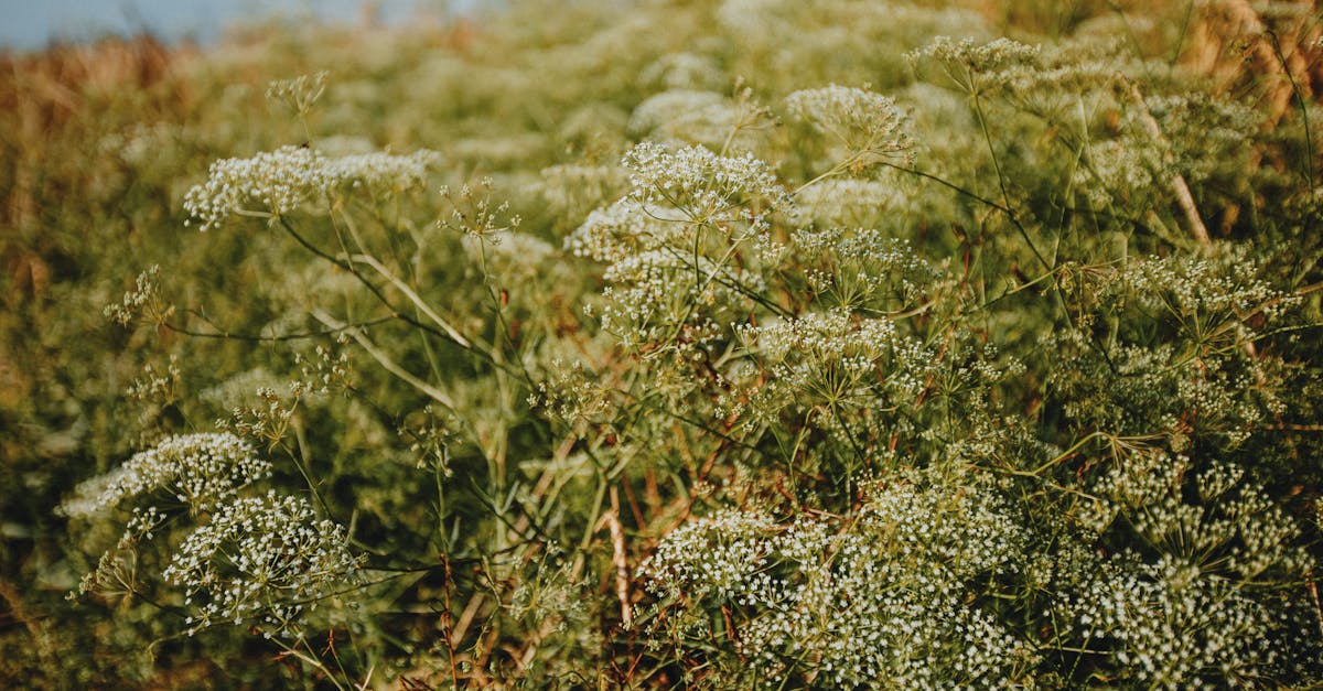 découvrez l'importance de la biodiversité pour notre planète, son rôle essentiel dans l'équilibre des écosystèmes et les défis actuels face à sa préservation. explorez des solutions durables pour protéger la diversité des espèces et les habitats naturels.