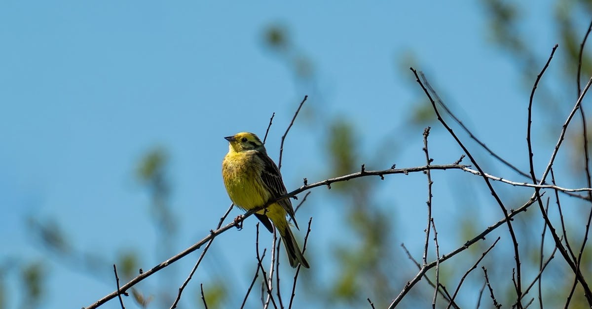 découvrez l'importance de la biodiversité, son impact sur notre environnement et les actions que nous pouvons entreprendre pour la protéger. explorez des solutions durables et l'engagement collectif pour préserver la richesse des espèces et des écosystèmes.
