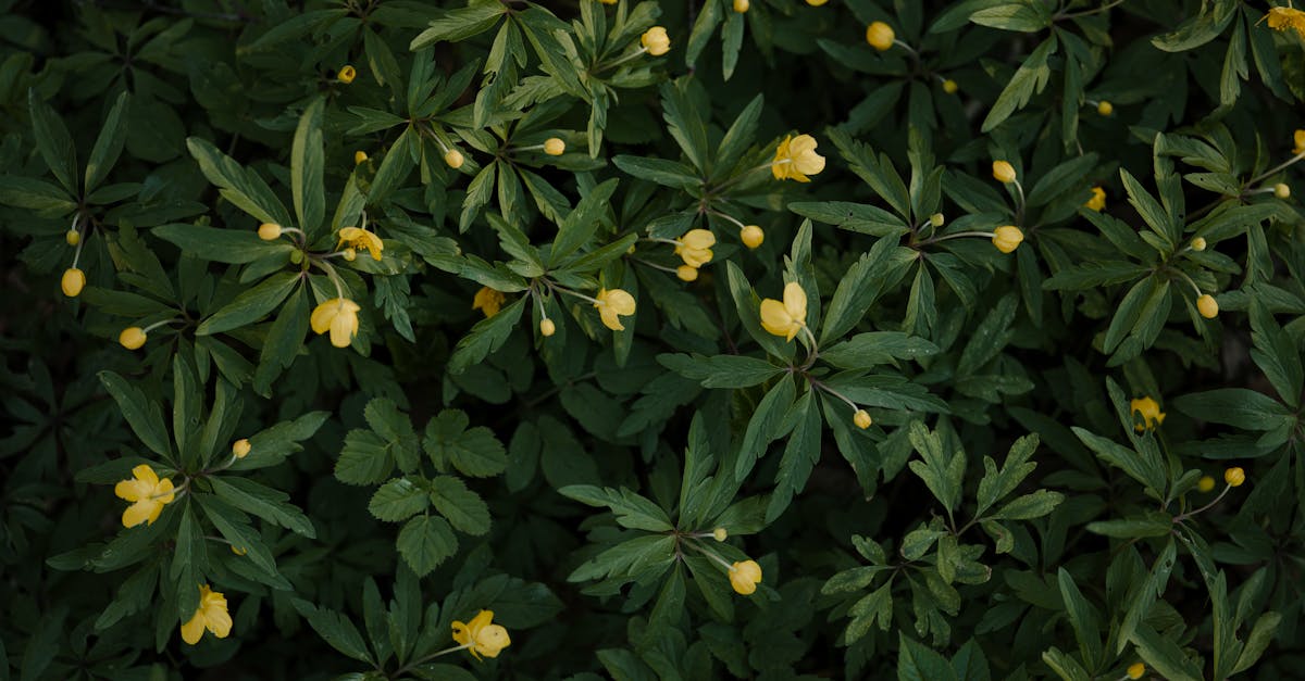 découvrez l'accord écologique, une initiative mondiale visant à promouvoir la durabilité, la protection de l'environnement et la collaboration entre les nations pour un avenir plus vert.