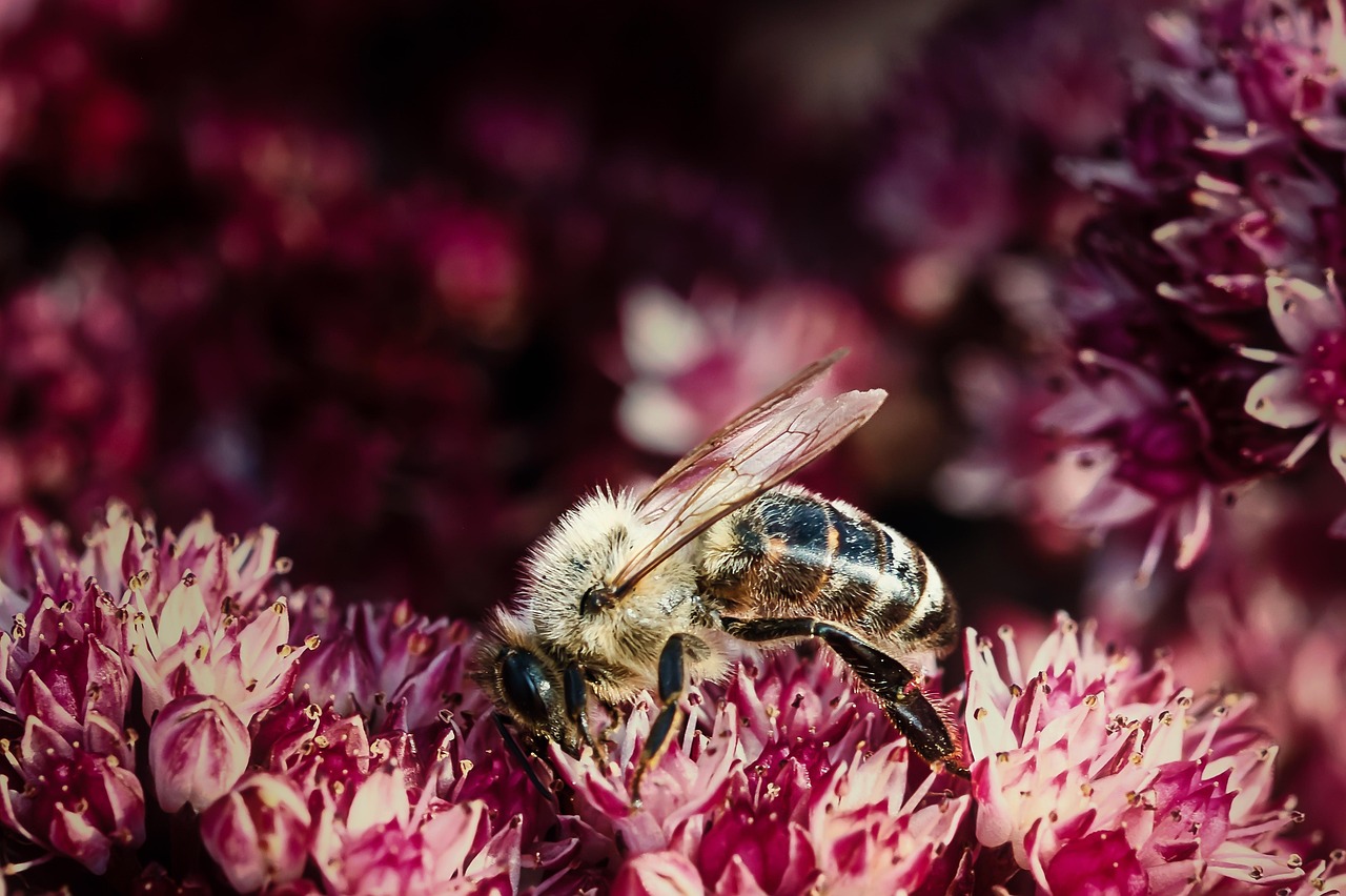 découvrez l'importance de la biodiversité pour l'écosystème et l'humanité. explorez les enjeux de la protection des espèces, la préservation des habitats naturels et les actions pour un avenir durable.