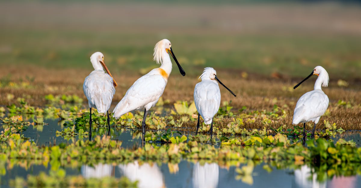 découvrez l'importance cruciale de la biodiversité pour notre planète, son impact sur les écosystèmes et le bien-être humain, ainsi que les actions à entreprendre pour la préserver pour les générations futures.