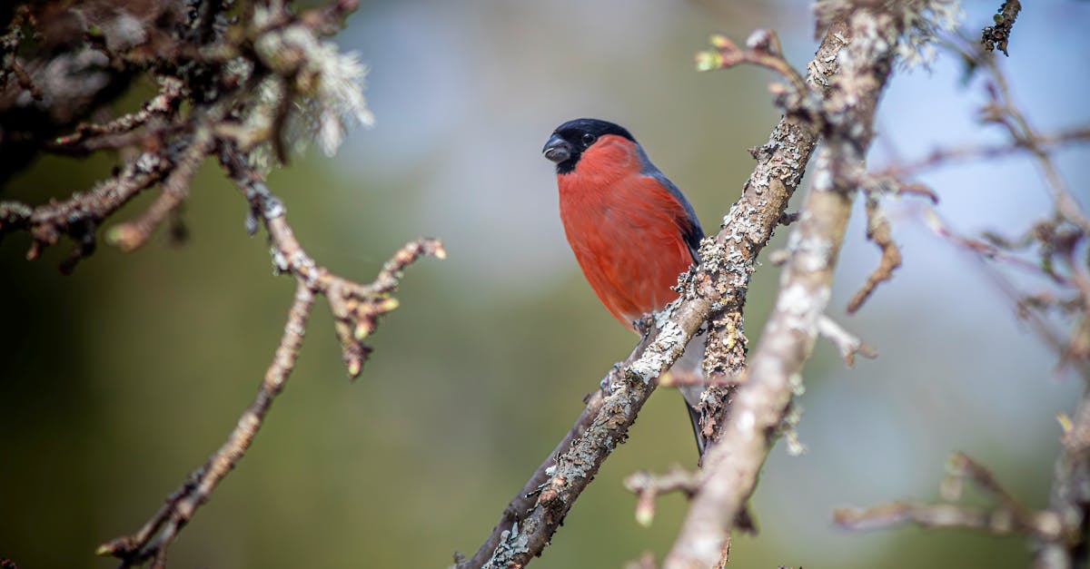 découvrez l'importance de la conservation de la nature et comment protéger notre environnement pour les générations futures. engagez-vous en faveur de la biodiversité et de la durabilité pour un avenir sain et équilibré.