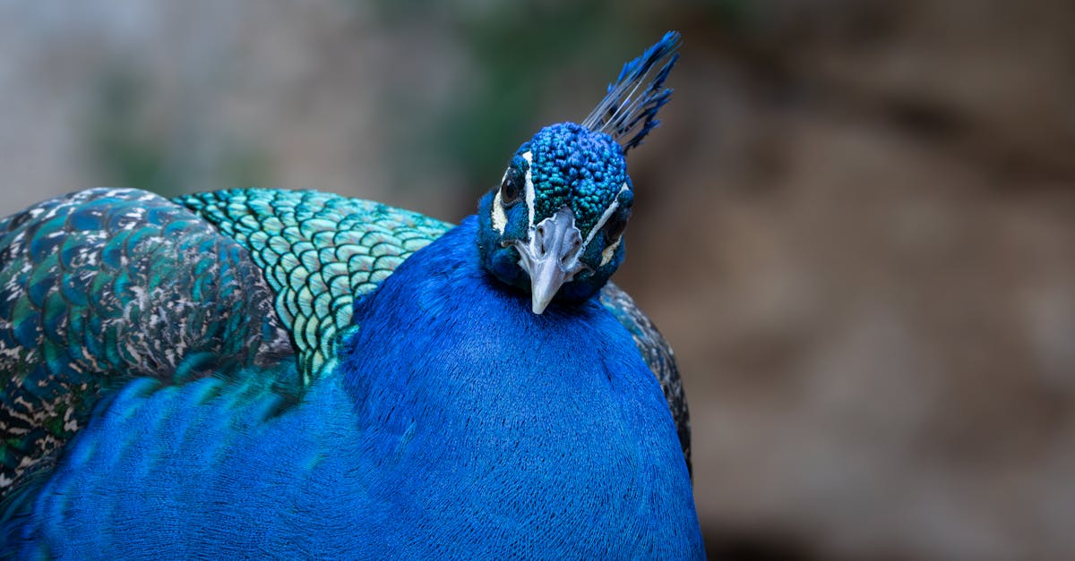 découvrez l'importance de la biodiversité pour notre planète. apprenez comment la diversité des espèces contribue à des écosystèmes sains et résilients, et explorez des solutions pour préserver cette richesse naturelle essentielle.