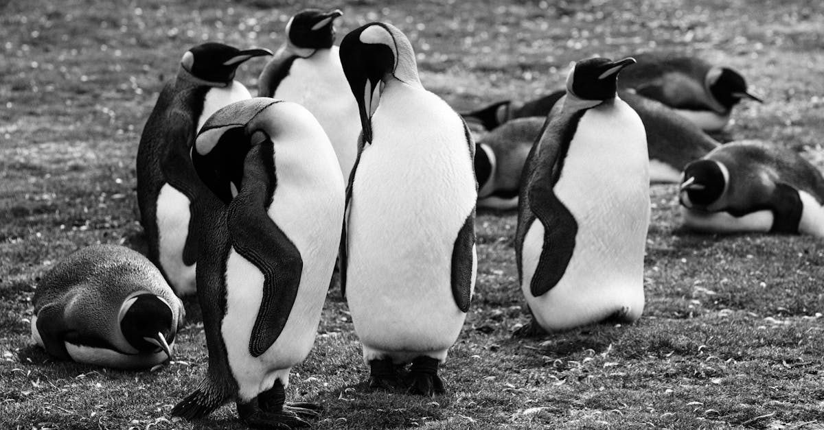explorez le concept de l'écologie sociale, une approche qui examine les relations entre les sociétés humaines et leur environnement en mettant l'accent sur les enjeux de justice sociale, de durabilité et de respect de la biodiversité. découvrez comment ces interactions façonnent notre monde et apprenez des solutions pour construire un avenir écologique et équitable.