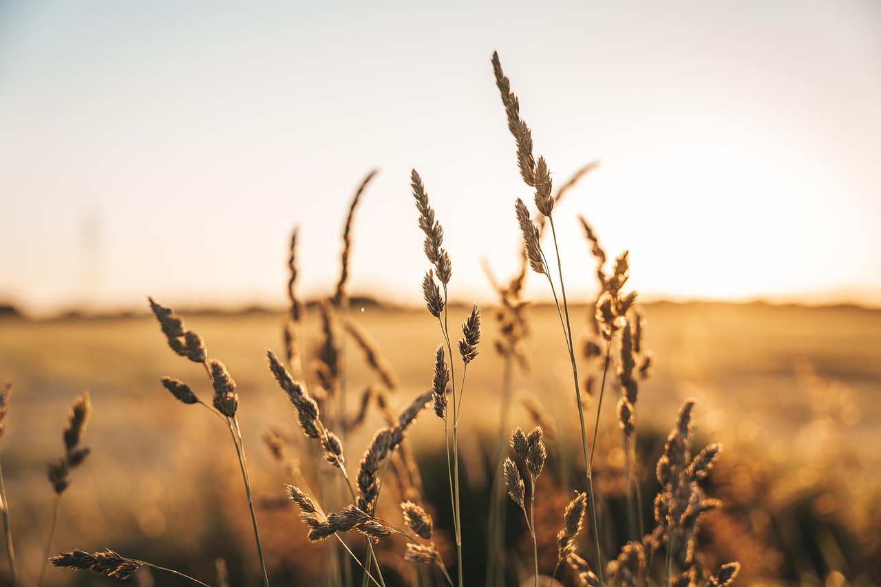 découvrez les dernières innovations et pratiques durables en agriculture pour une production responsable et respectueuse de l'environnement.