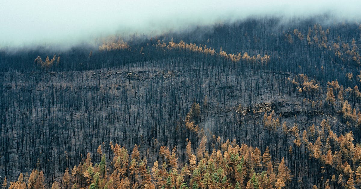découvrez l'importance de la restauration écologique pour préserver nos écosystèmes. apprenez les méthodes innovantes et durables pour restaurer la biodiversité, régénérer les habitats naturels et lutter contre les effets du changement climatique.
