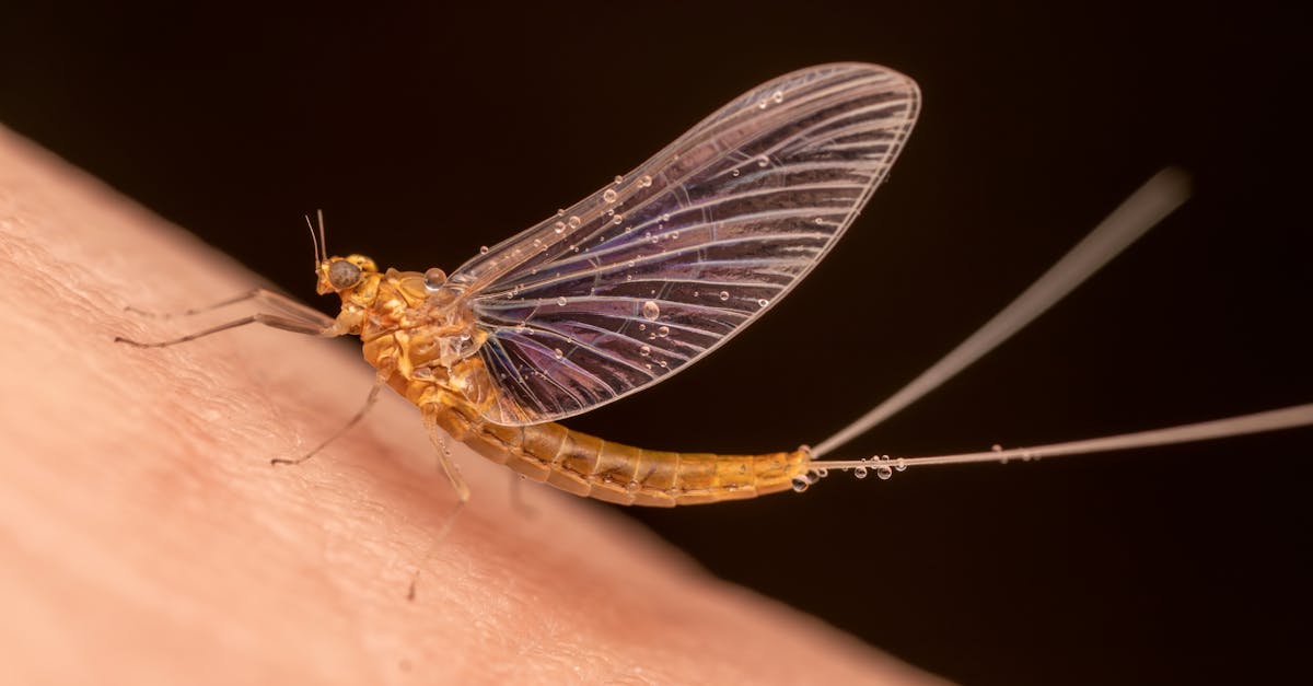 explorez le fascinant cycle de l'eau, un processus naturel essentiel qui régule notre climat et soutient toute vie sur terre. découvrez les étapes du cycle, de l'évaporation à la condensation, et apprenez comment la préservation de cette ressource précieuse est cruciale pour notre avenir.