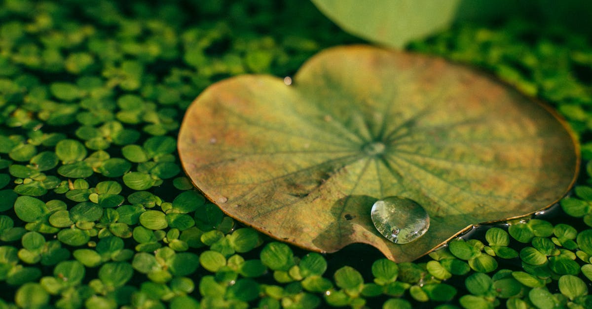 découvrez les principes de la restauration écologique, une démarche essentielle pour revitaliser les écosystèmes dégradés, favoriser la biodiversité et assurer un environnement durable. apprenez comment les projets de restauration contribuent à la santé des terres, des eaux et des communautés.