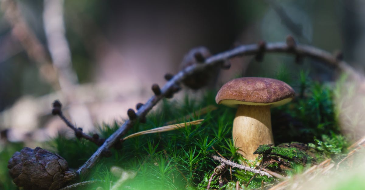 découvrez la richesse et la complexité des écosystèmes, ces systèmes interconnectés qui soutiennent la vie sur terre. apprenez comment les plantes, les animaux et les micro-organismes interagissent et s'adaptent dans leur environnement pour préserver l'équilibre de notre planète.
