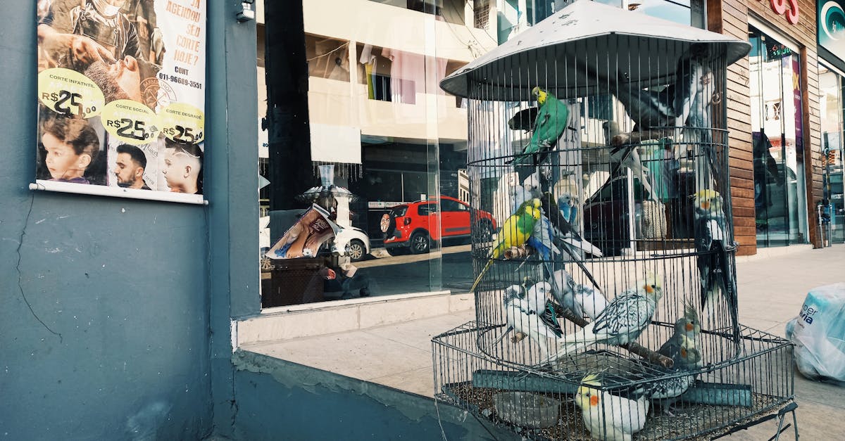 Biodiversité urbaine : enrichir nos villes grâce à la nature