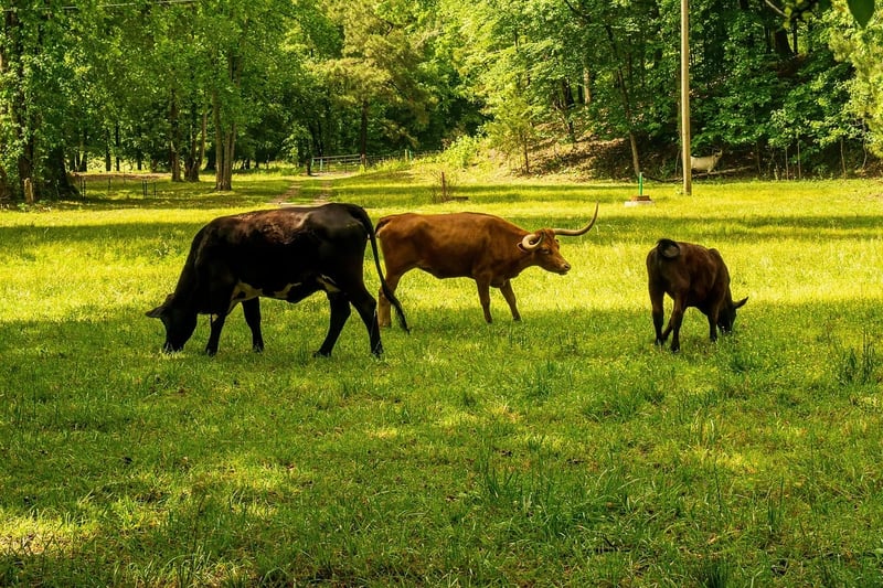 Quels témoignages d’experts sur le bilan carbone ?