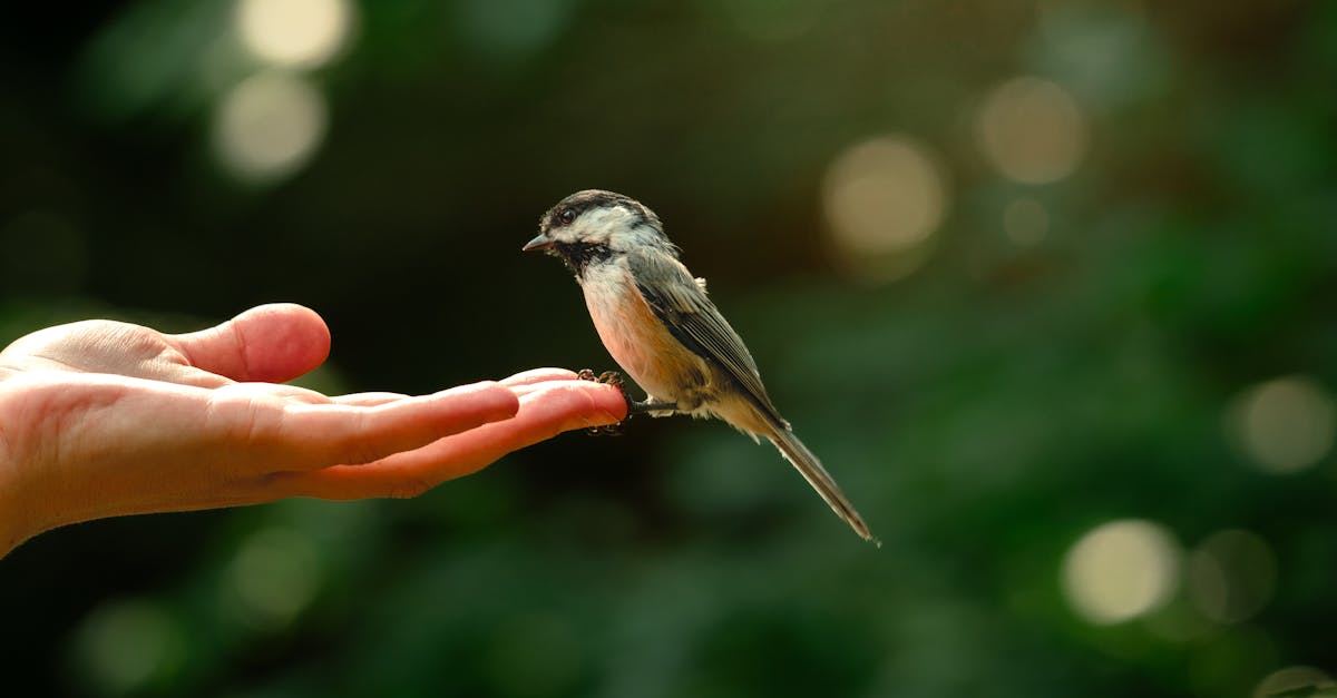 Préservation des espaces naturels : stratégies pour protéger notre biodiversité