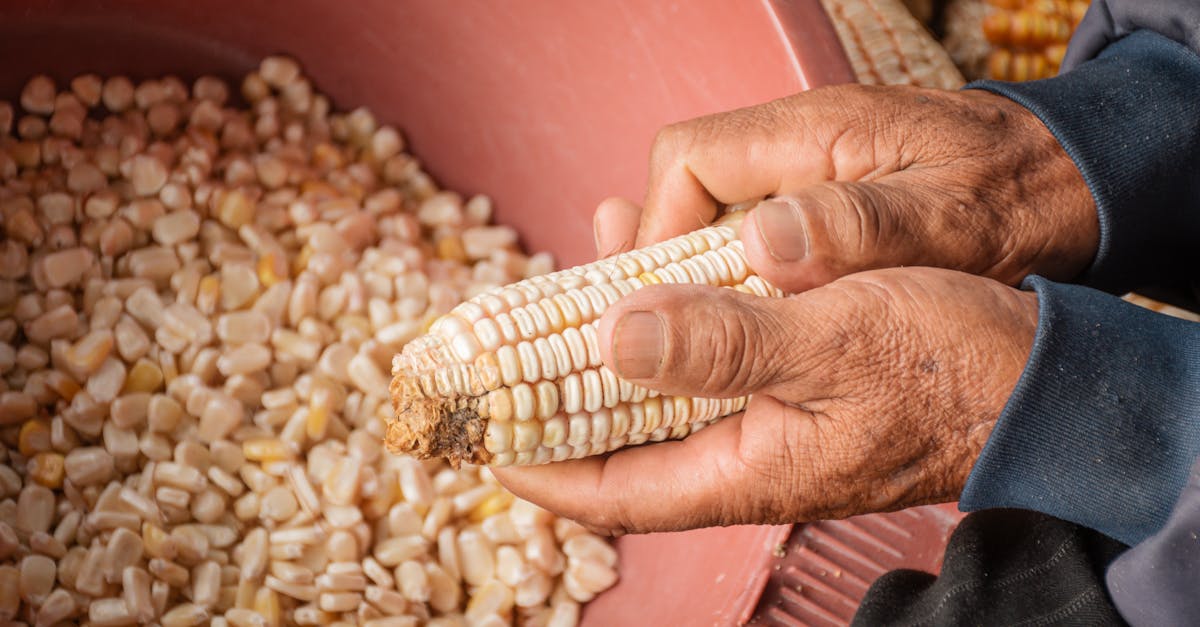 Agriculture durable : Les pratiques essentielles pour un avenir respectueux de l’environnement