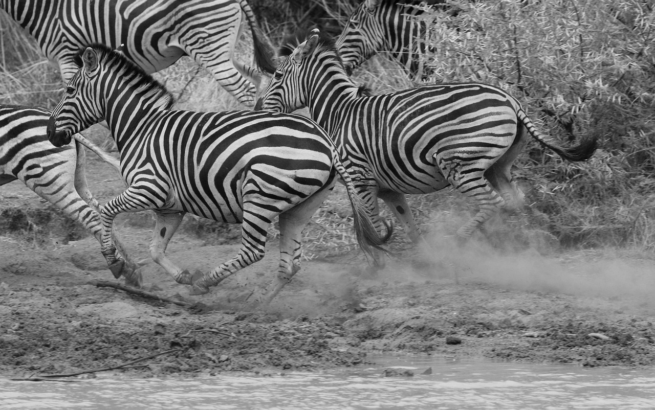 Course à pied et écologie : quel est le véritable impact environnemental de cette activité ?