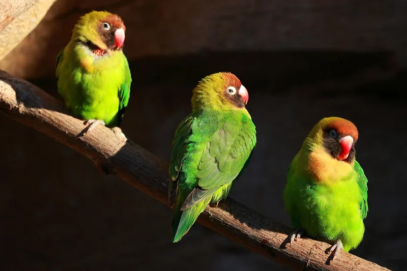 des oiseaux