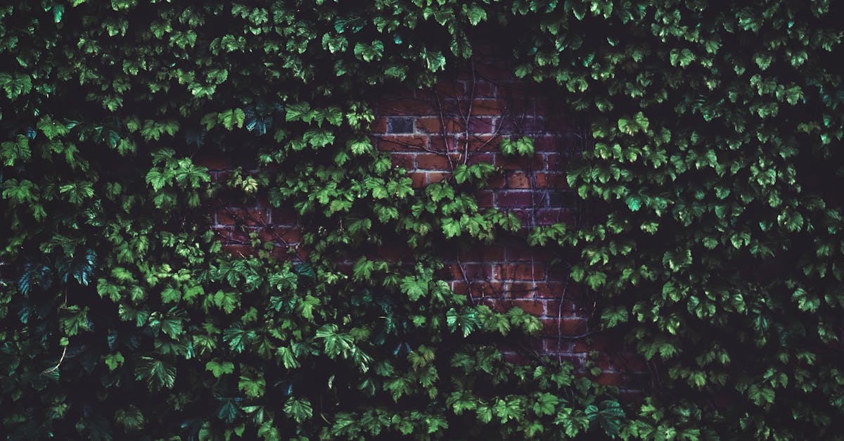 Écologie urbaine : Comment transformer nos villes en espaces verts durables