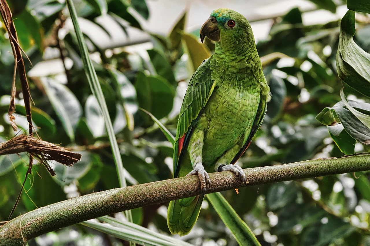 Les forêts tropicales d’Australie : un acteur préoccupant dans l’équilibre du carbone mondial en 2023