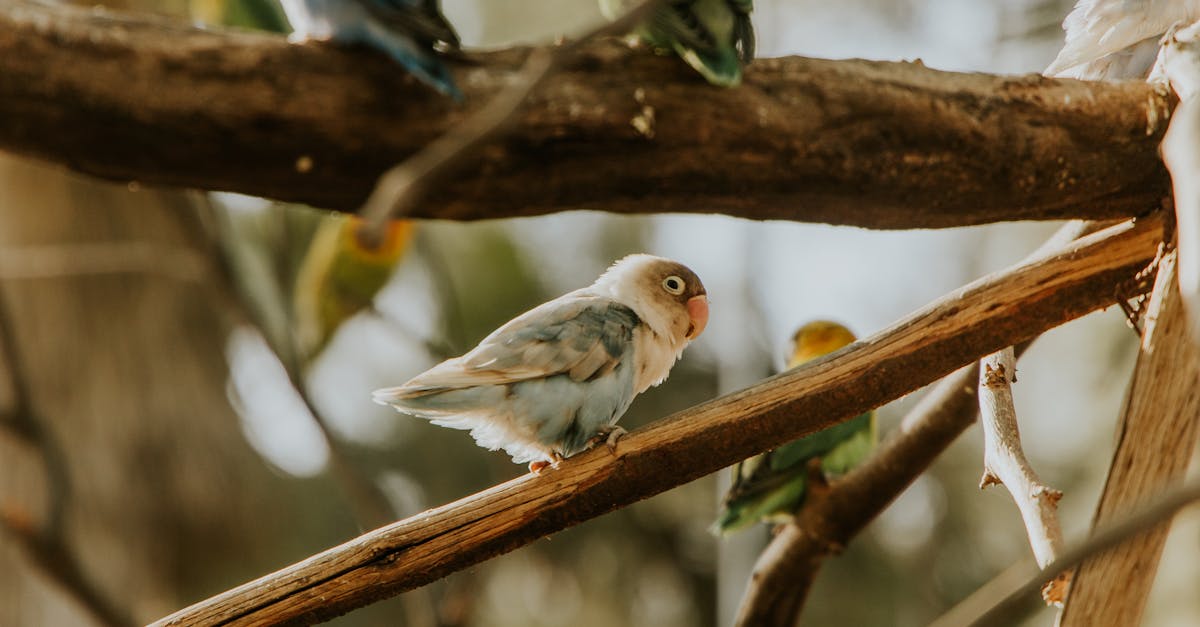 Écologie sociale : comprendre l’impact des relations humaines sur notre environnement
