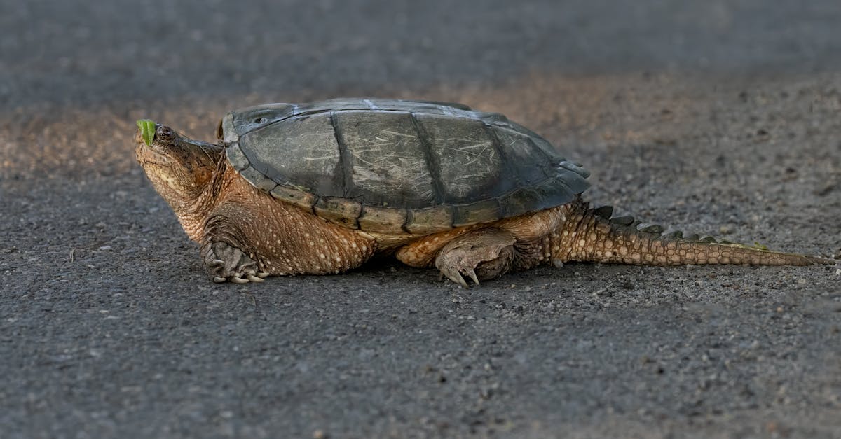 Habitats naturels : Comprendre l’importance de la biodiversité