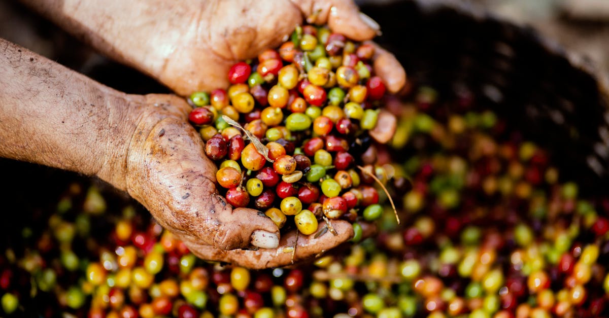 Changement agro-alimentaire : Quelles sont les nouvelles tendances pour une alimentation durable ?